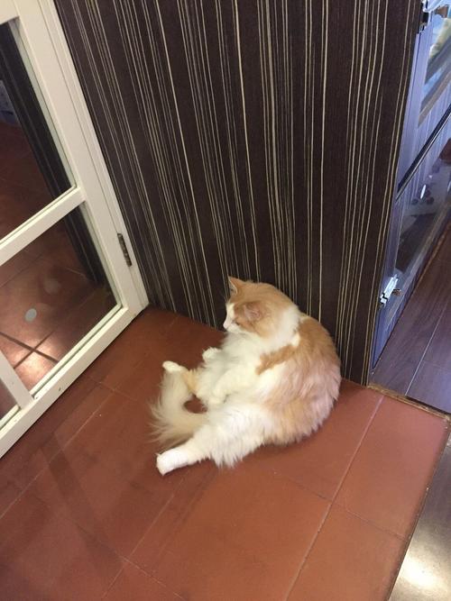 闽南语真的可以为所欲为Doggo阴阳HongQ会英文，HongQ回复：Doggo，Doggo秒回：Hong干！
